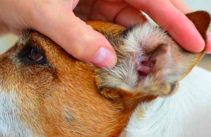 Что делать если собаку укусил клещ: признаки, последствия и способы лечения