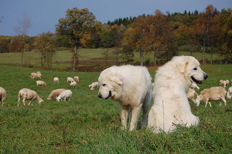 Все об итальянской овчарке маремма-абруццкой: происхождение, уход за собакой