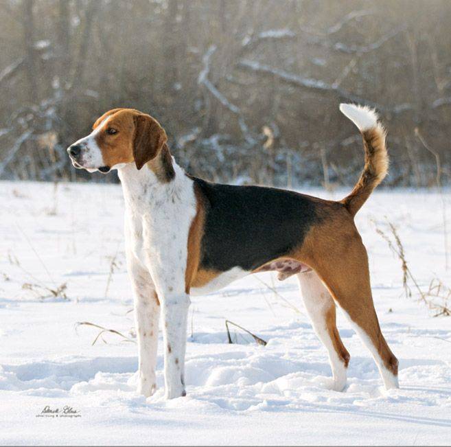 Американский фоксхаунд: описание, характер собаки, уход, фото