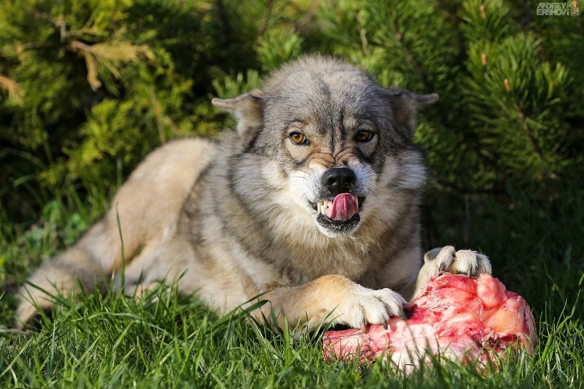 Собака-волк: как называется порода, описание, характер и интересные факты