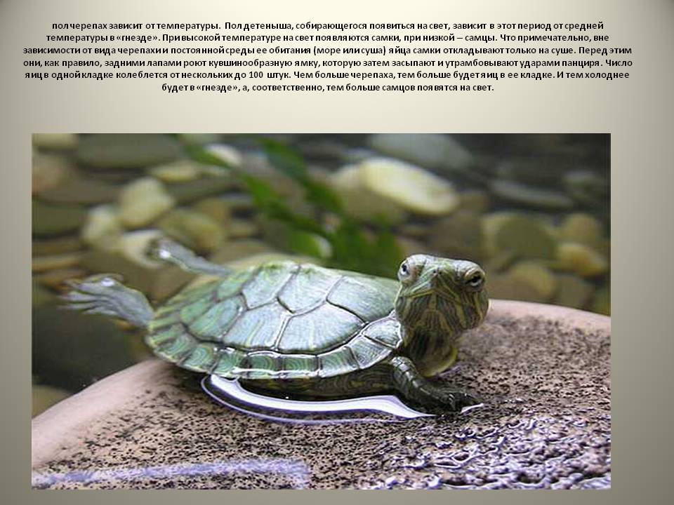 Умеют ли плавать сухопутные черепахи?