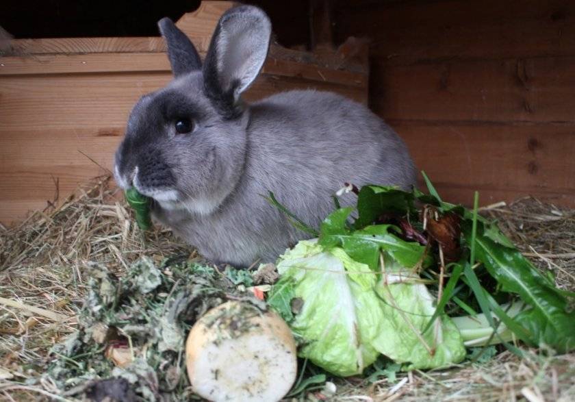 Чем кормить декоративного кролика — список что не едят и что можно давать питомцам