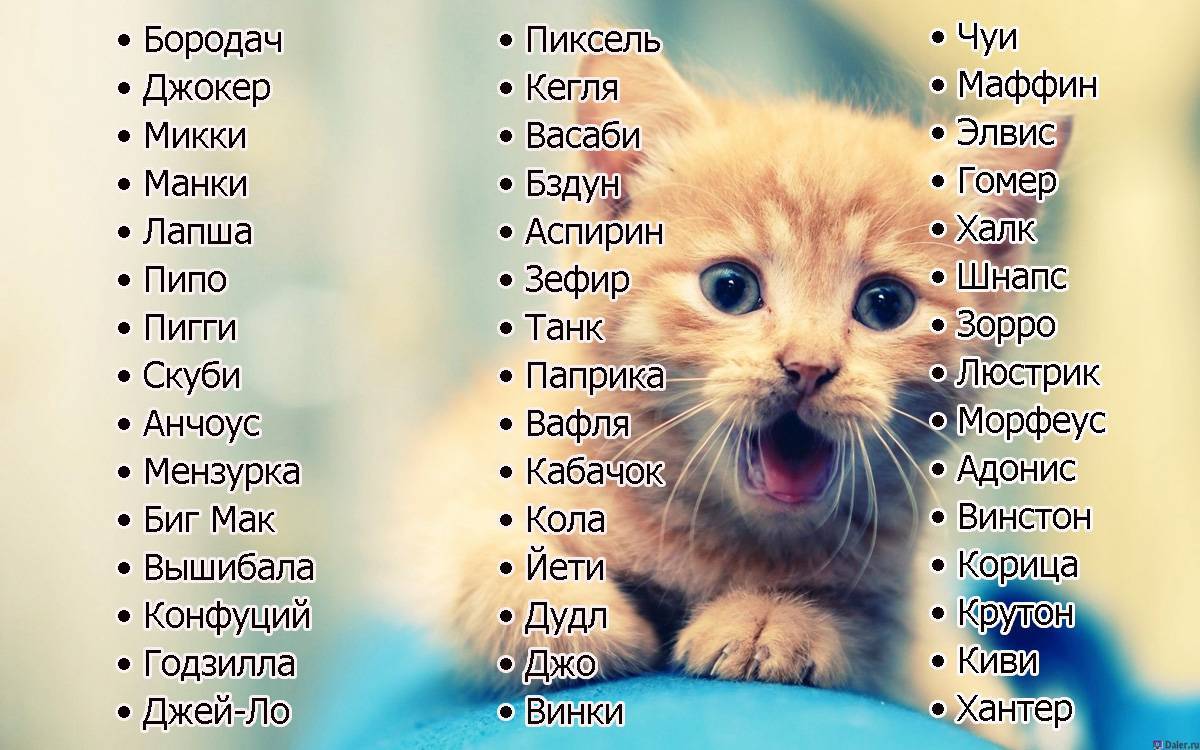 Клички для британских кошек и котов | как назвать