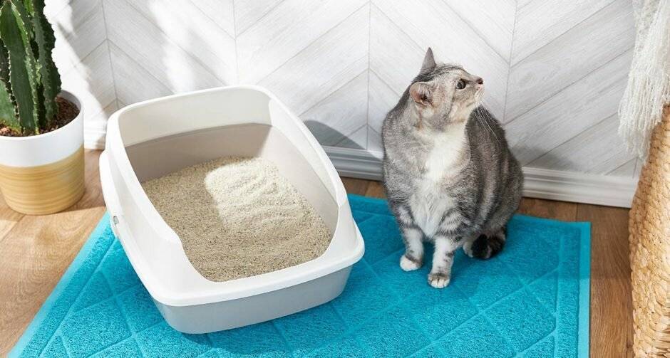 Почему кошка ходит в туалет мимо лотка и как отличить поведенческую проблему от заболевания