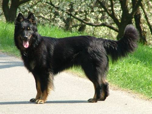 Чешская пастушья собака — описание породы, уход, характер (с фото) | все о собаках