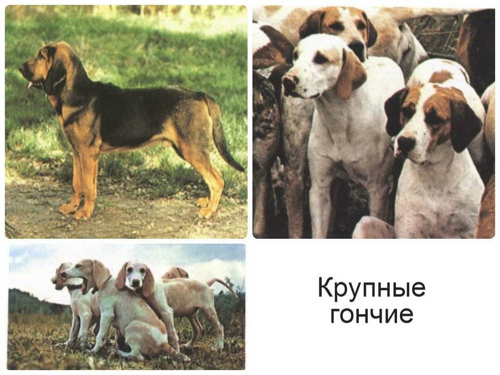 Охотничьи собаки. описание, особенности и названия охотничьих пород собак | животный мир