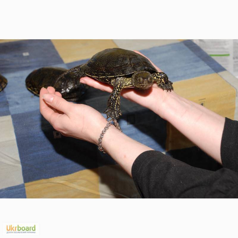 Европейская болотная черепаха: фото, описание, содержание, разведение, питание
европейская болотная черепаха: фото, описание, содержание, разведение, питание