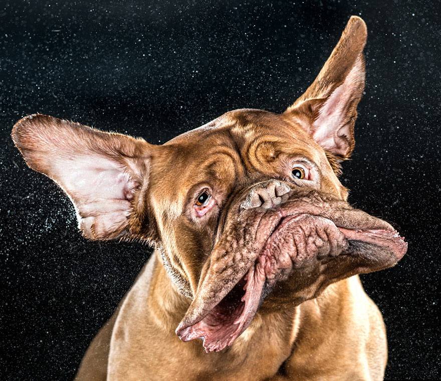 Самые смешные собаки: топ-10 пород в мире. 50 фото смешных собак, аж до слез