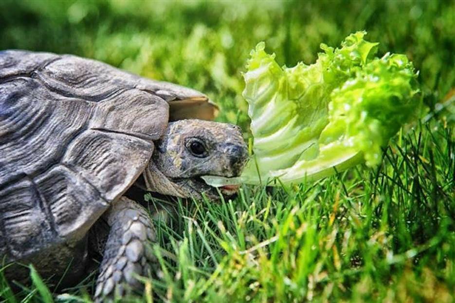 Сухопутная черепаха: где живет, что ест, содержание и уход