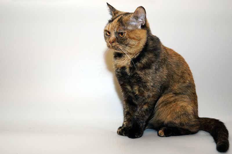 Черепаховая кошка