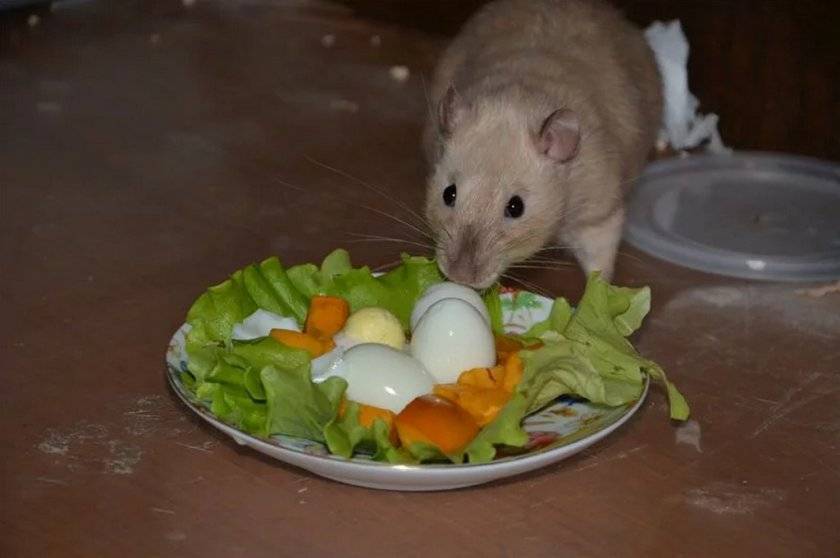 Что едят крысы белые в домашних условиях?