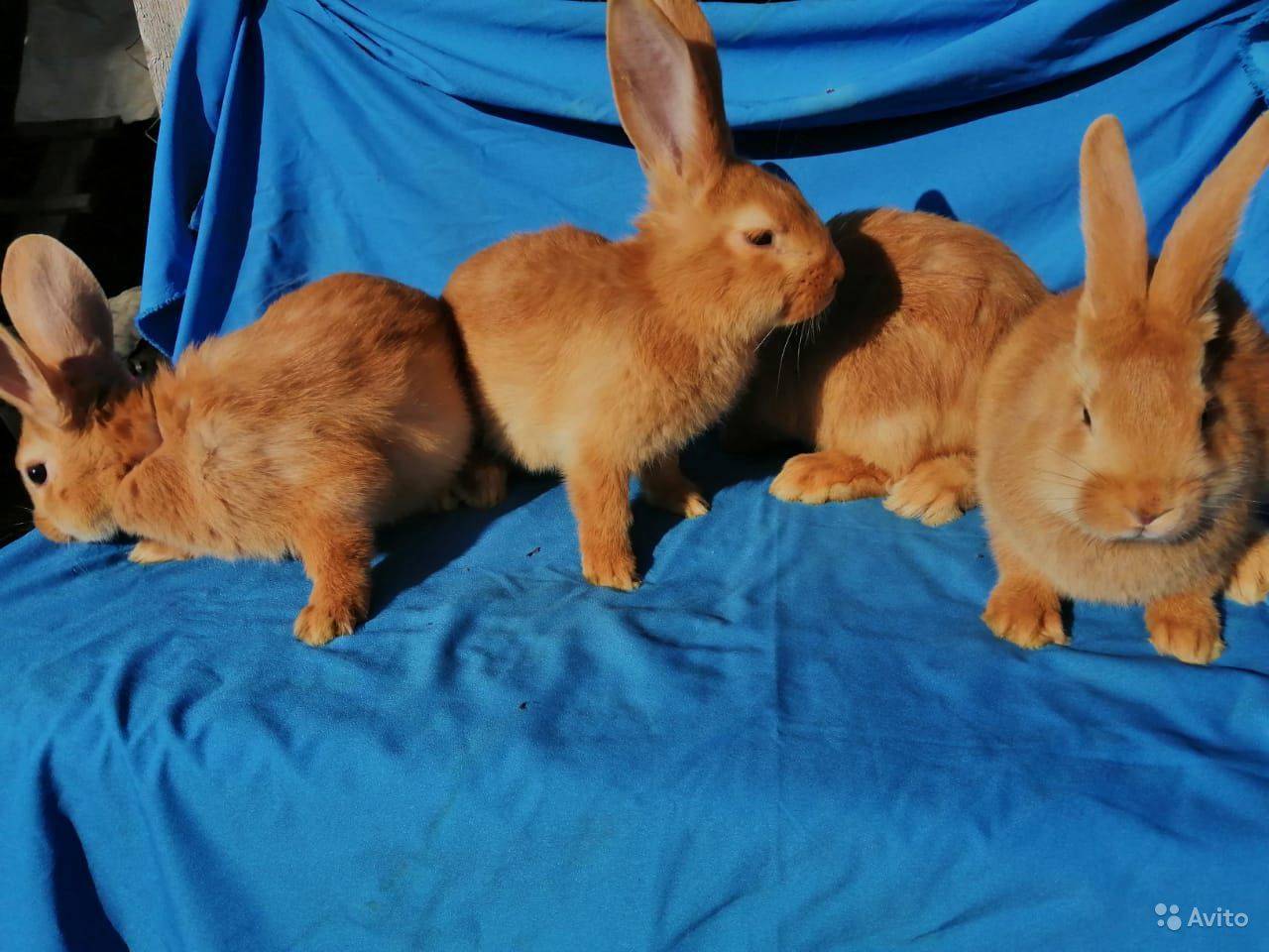 Бургундский кролик: характеристики породы, правила ухода и кормления