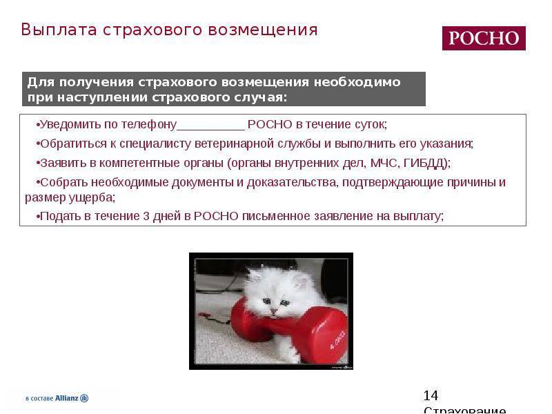 Страхование животных