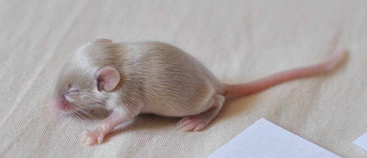 Чем декоративные мыши отличаются от диких, и как правильно содержать их дома