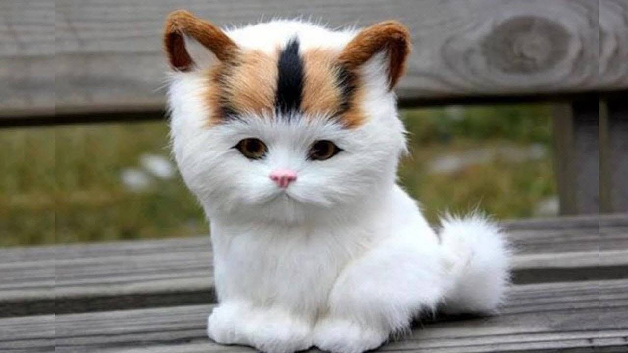 Самые красивые кошки в мире