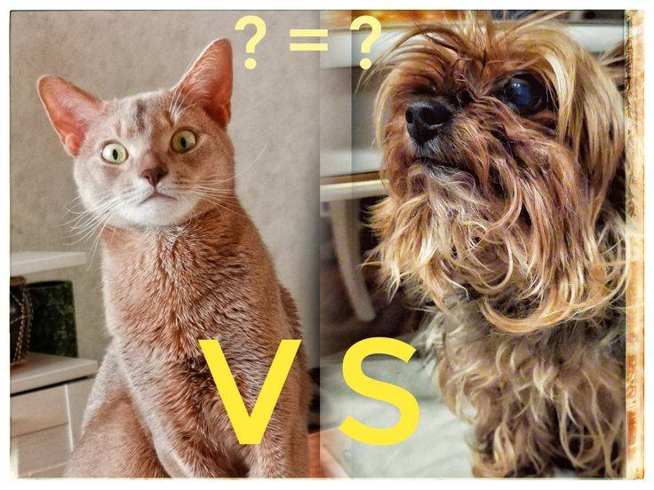 Кого лучше завести: кота или собаку — интересное противостояние