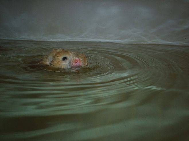 Можно ли купать морских свинок и как это правильно делать?