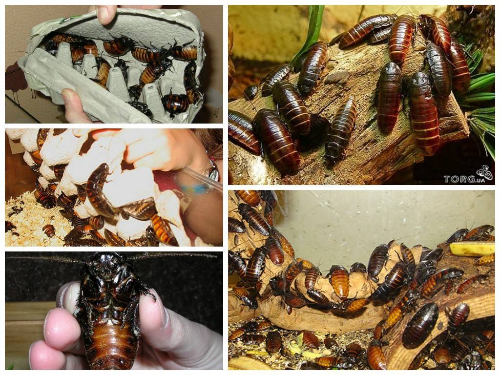 Как выглядят личинки тараканов и как от них избавиться