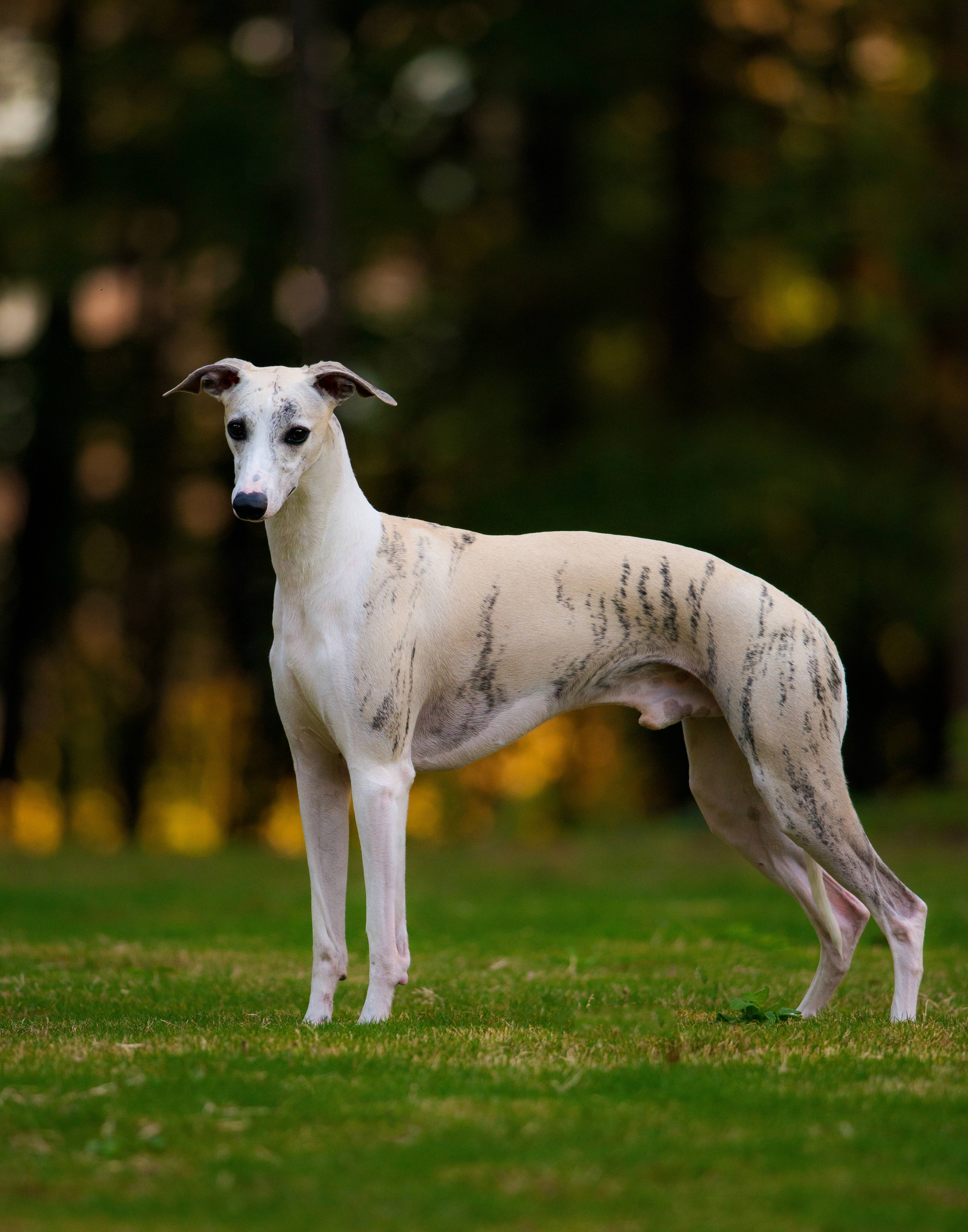Грейхаунд — описание характера собак и особенности ухода за самой быстрой породой в мире (120 фото + видео)