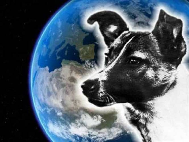 10 фактов о лайке, первой собаке в космосе