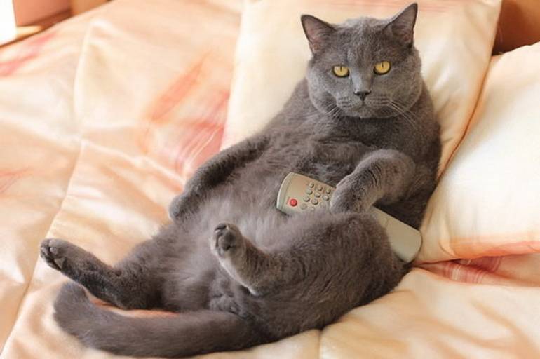Котик 1 час. Толстый кот. Жирные британские коты. Толстый кот британец. Серая кошка на диване.