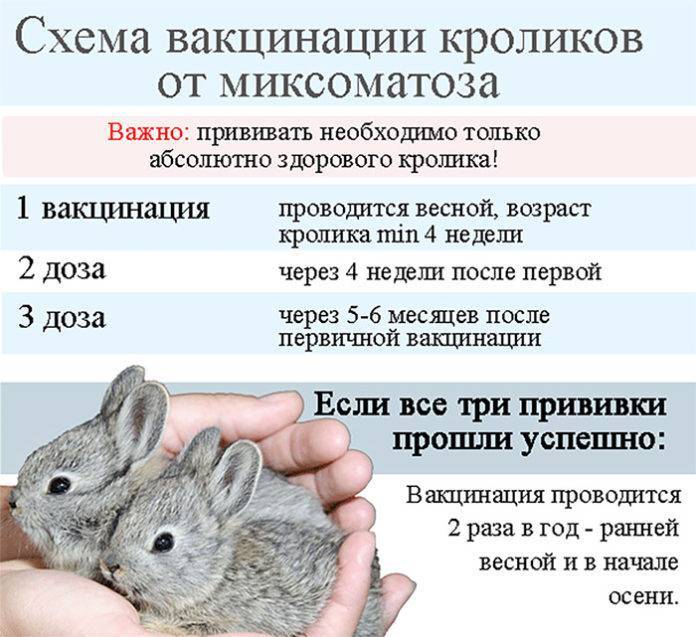 Прививки кроликам — график вакцинации, дозировки, схема по возрасту