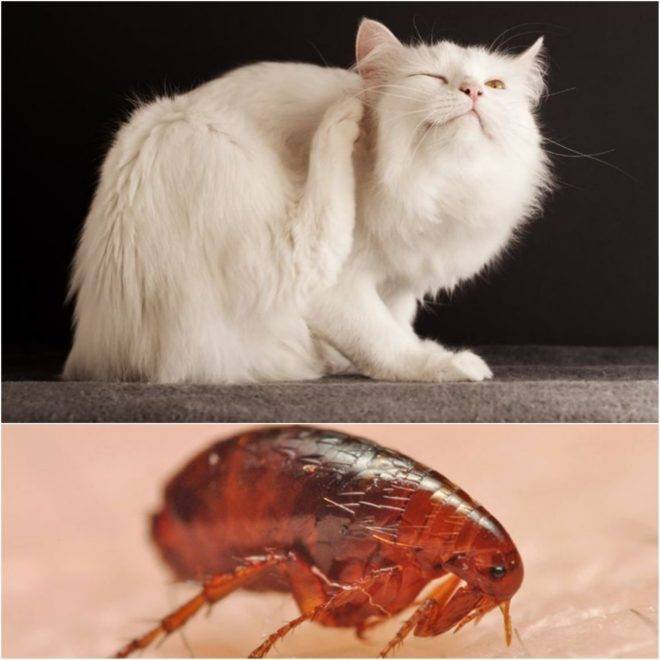 Кусают ли кошачьи блохи людей: как избавится от паразитов у животного и в доме