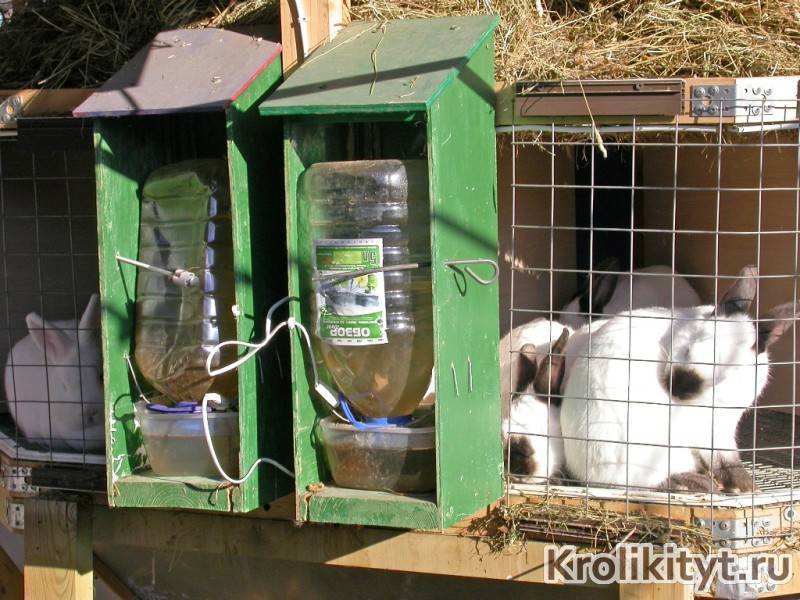 Как поить кроликов зимой на улице