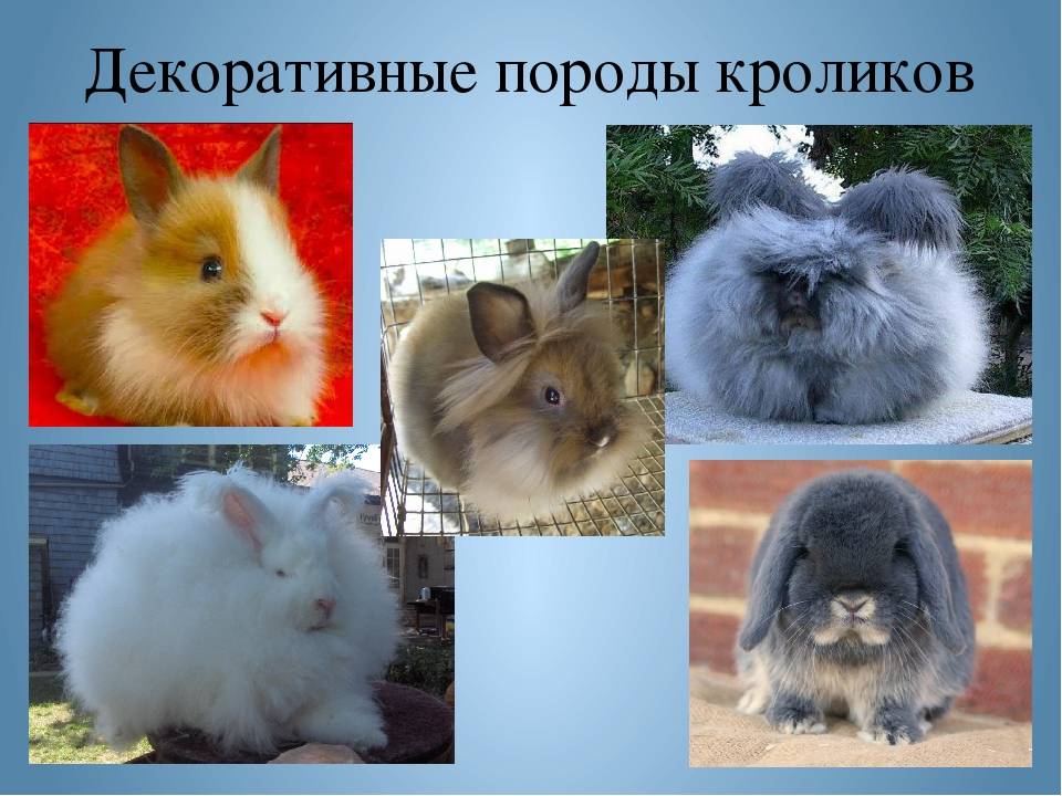 Список лучших пород кроликов