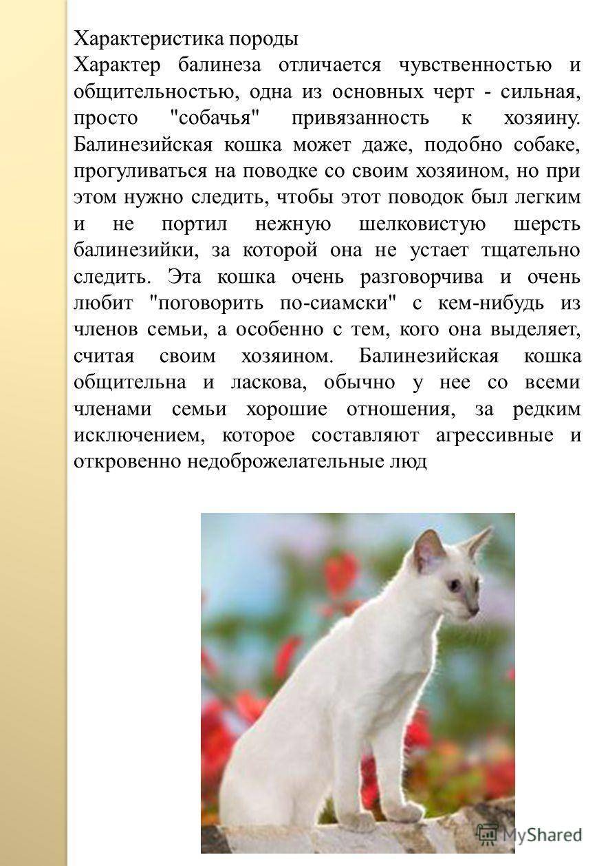 Ориентальная кошка: описание породы, характер и особенности ухода