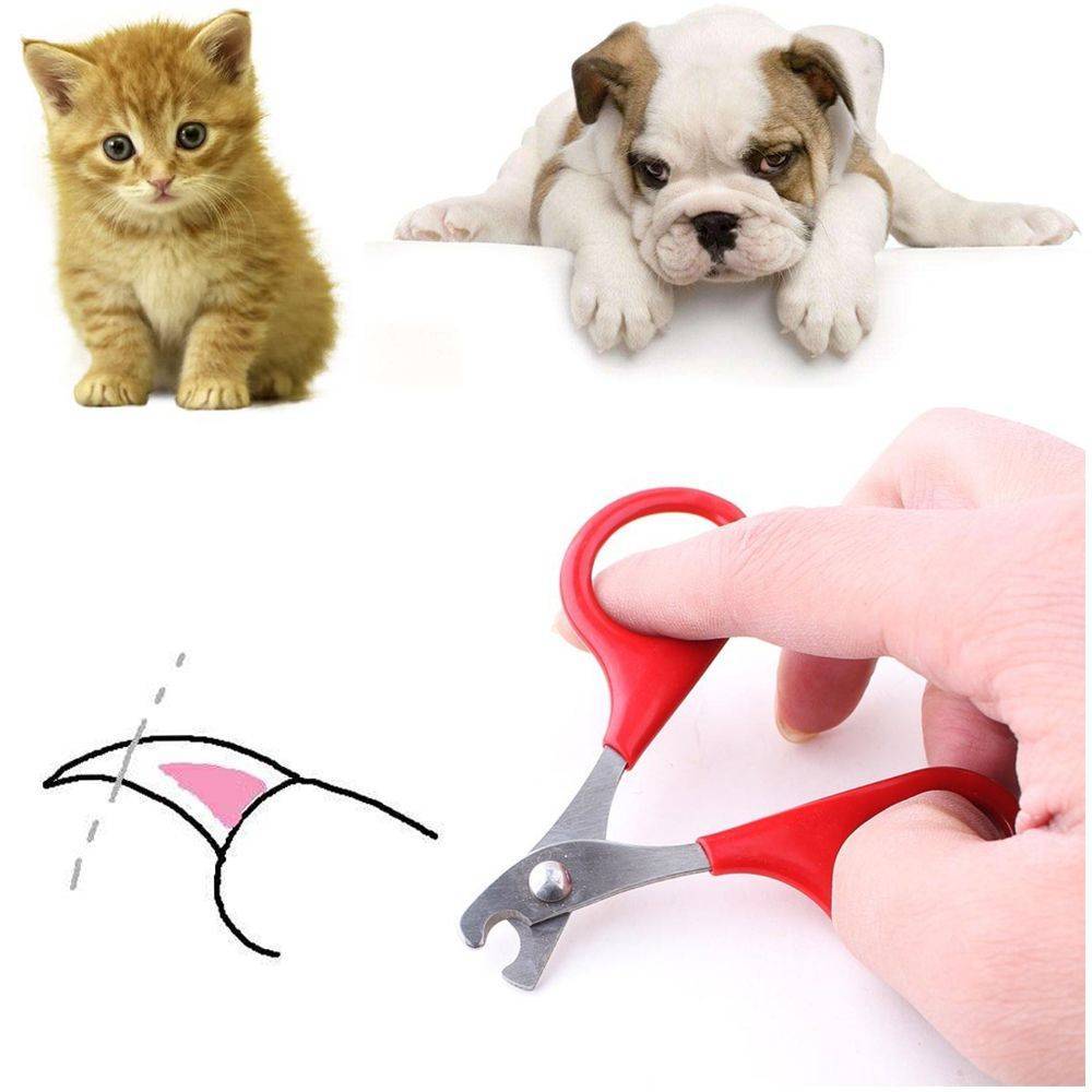 Как подстричь когти кошке: варианты в домашних условиях