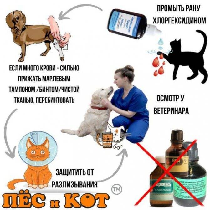 Чем обработать рану у кошки - препараты для обработки ран - kotiko.ru