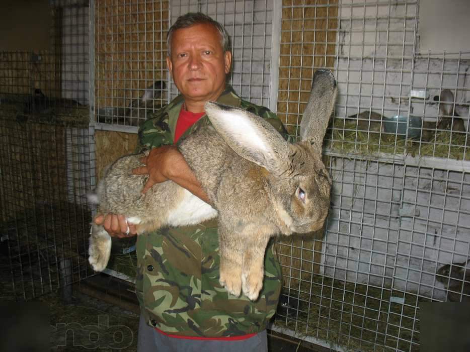 Кролик породы фландр или бельгийский великан