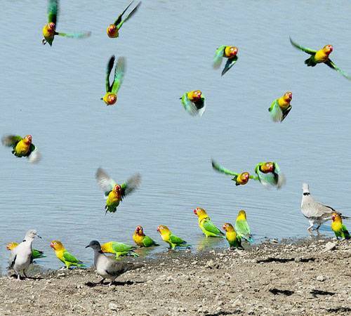 Волнистый попугай: где обитает в дикой природе и чем питается попугай (130 фото)