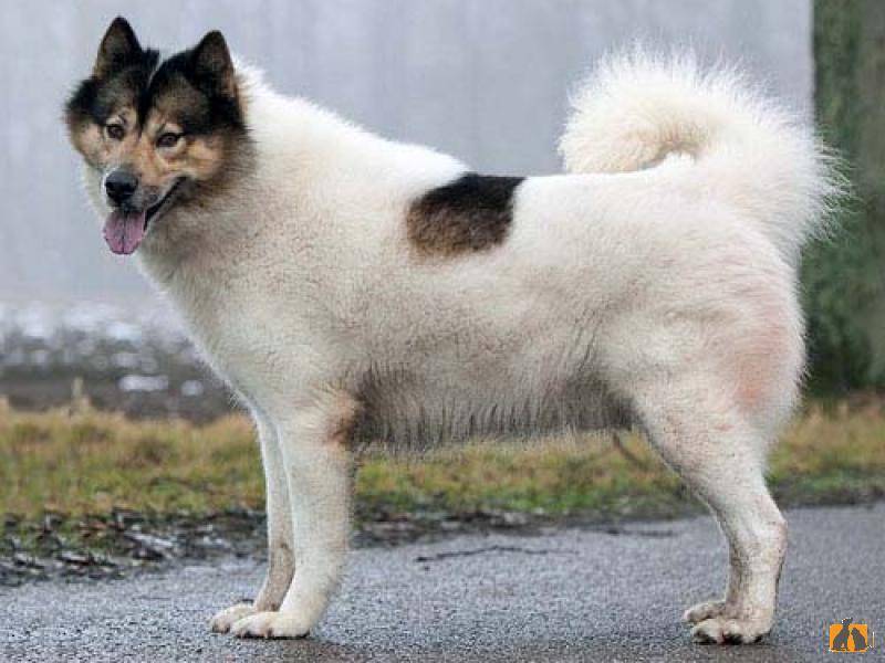 Гренландская собака: фото, описание породы, характер | все о собаках