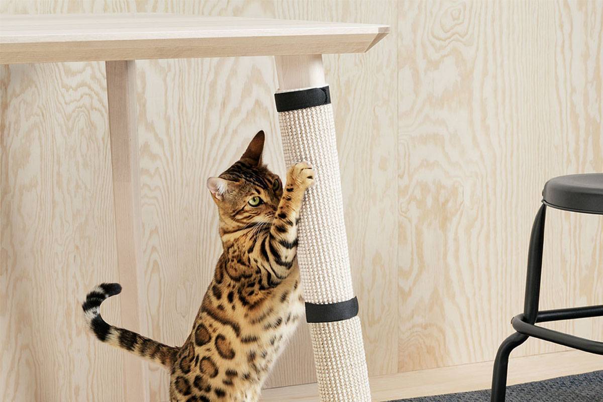 Как отучить кошку драть обои и мебель
