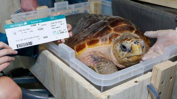 Перевозка черепахи в траспорте, правила транспортировки в зимний период