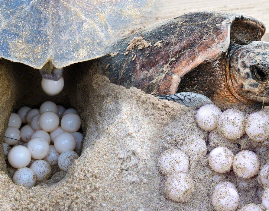 Чем кормить маленьких красноухих черепах?