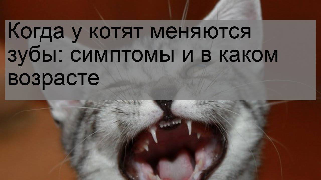 Хронический риносинусит у кошек