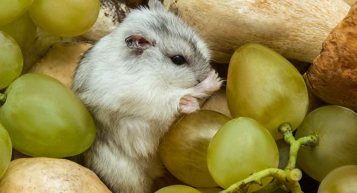 Можно ли морским свинкам виноград: как давать — с косточками или без, можно ли зелёные виноградные листья и лозу