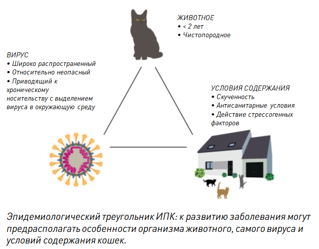 Коронавирус у кошек: лечение, симптомы коронавирусной инфекции у котов