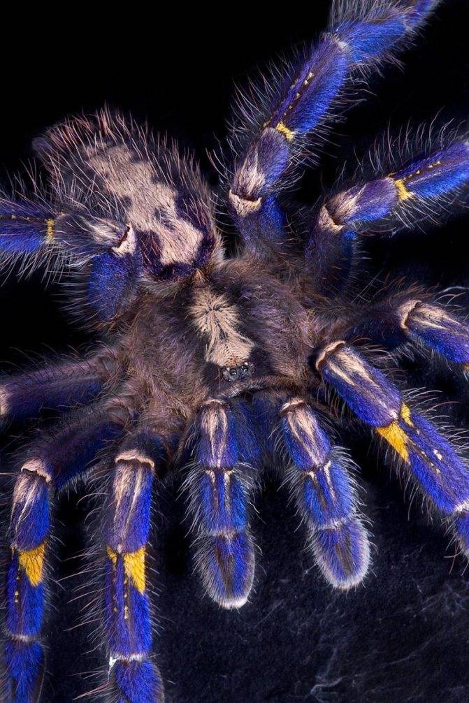 Самый большой паук в мире: тарантул или птицеед, кто из них более крупный и редкий