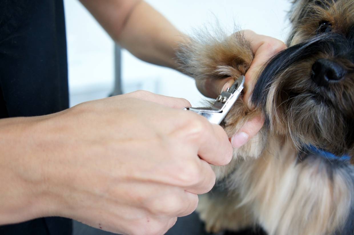 Можно ли обрезать усы собаке при стрижке