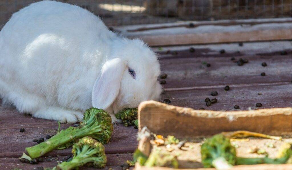 Можно ли давать кроликам кабачки и тыкву - дневник садовода semena-zdes.ru