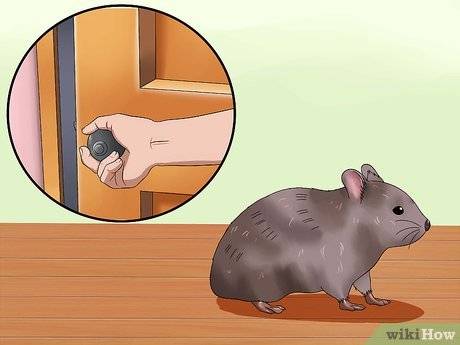 Как поймать хомяка в квартире