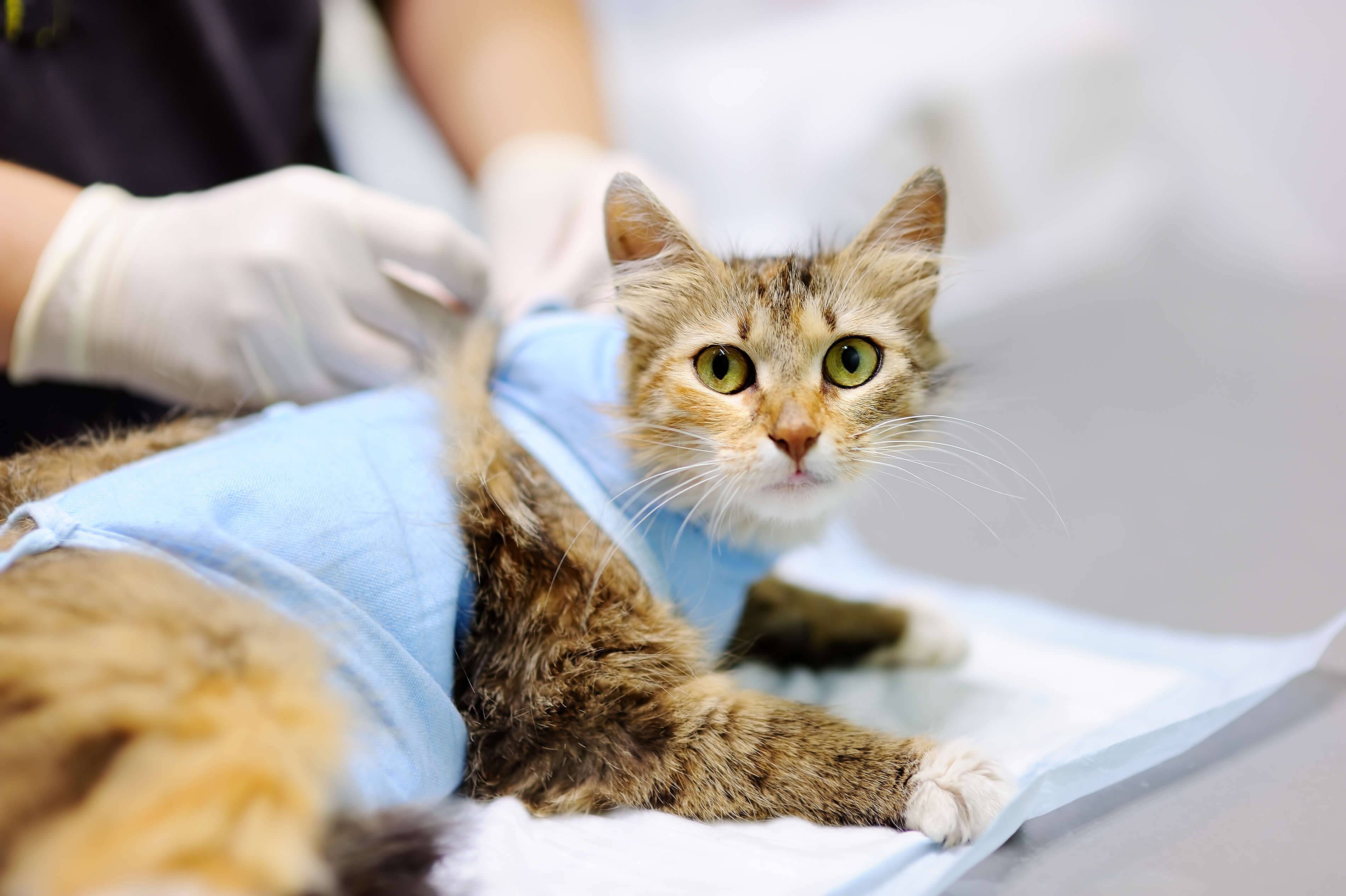Кастрация кота, кошек: в каком возрасте кастрируют, стерилизуют британских котов, плюсы | минусы, подготовка, уход