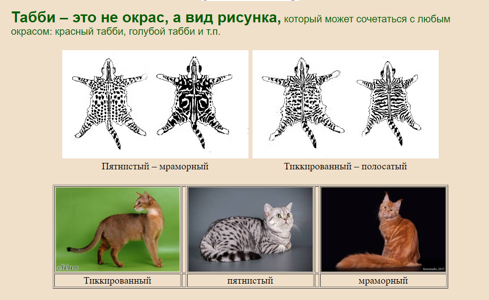 Кошки с окрасом табби порода. Окрас табби кошки таблица. Окраска табби у кошек. Табби биколор окрас кошек. Типы окрасов кошек