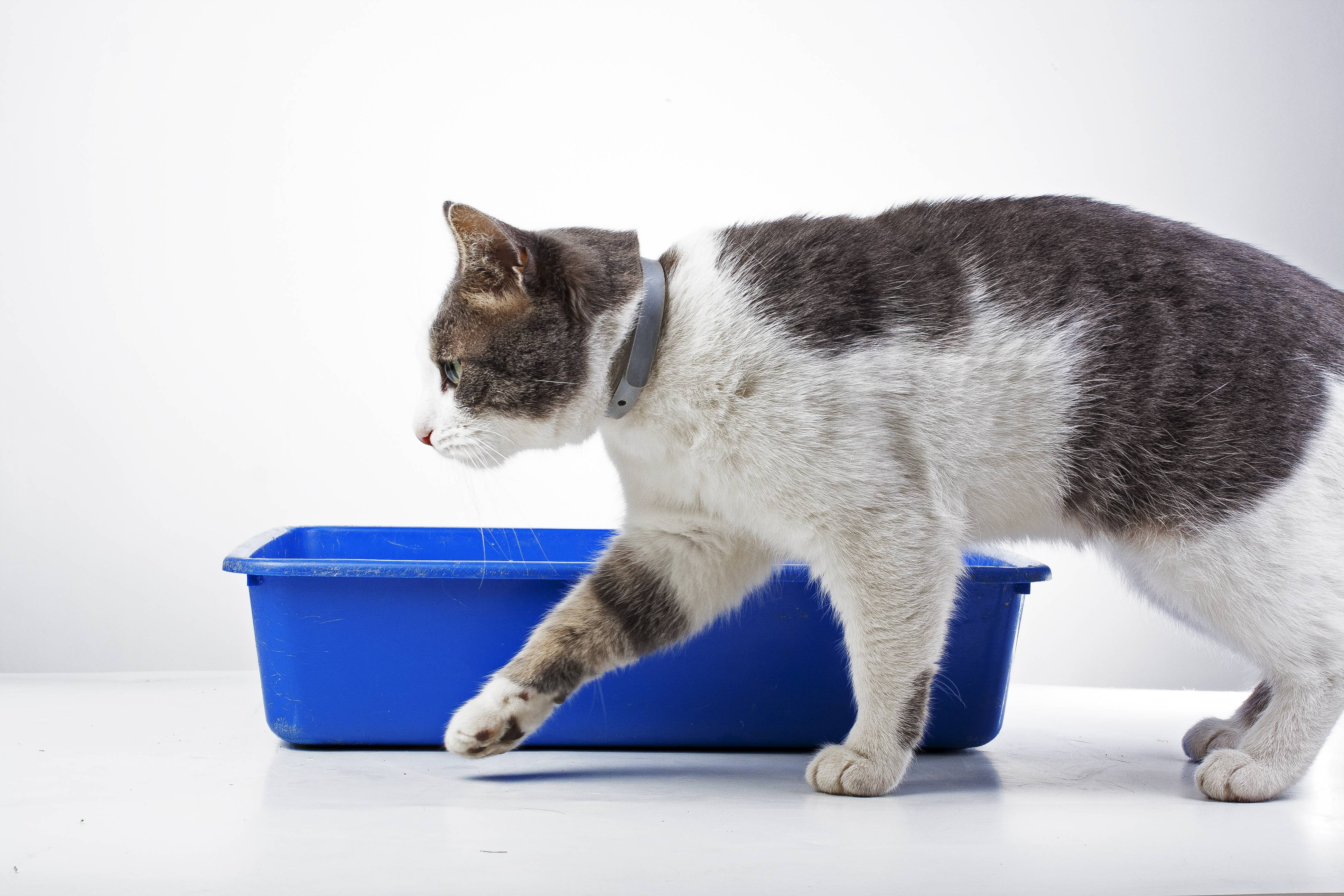 Как лечить понос у кошки дома