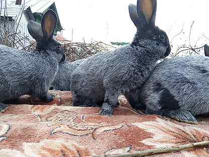 Кролики полтавское серебро: описание, характеристика - сельская жизнь