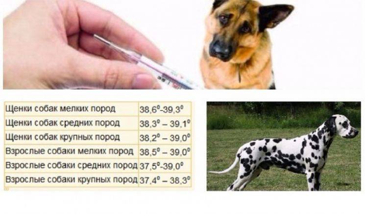 Какая температура у собаки считается нормальной?